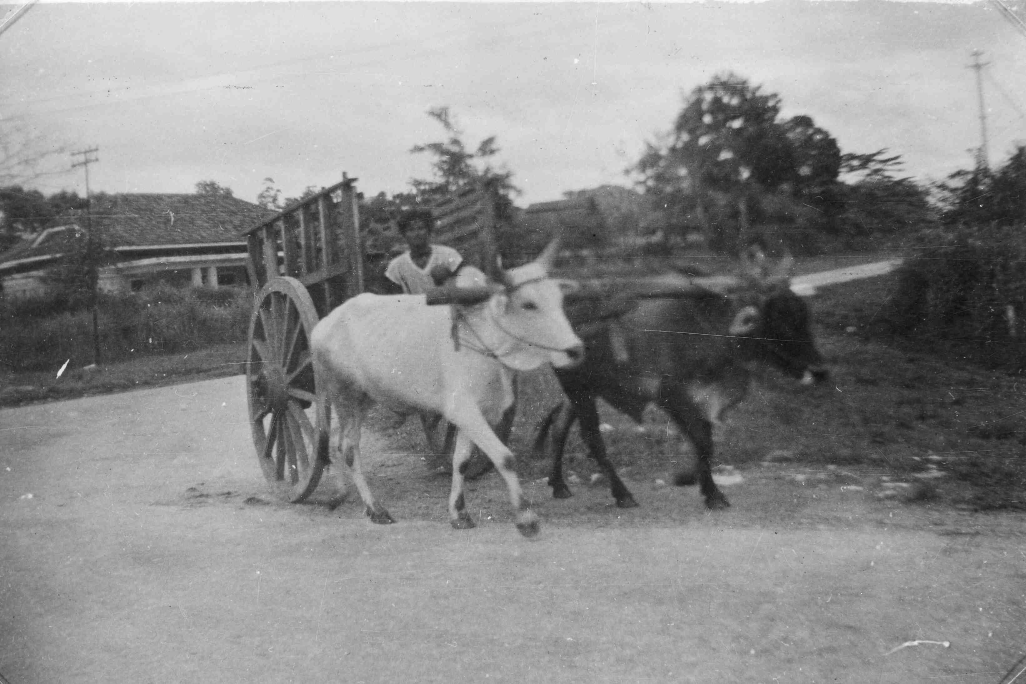 Ossenwagen, Ipoh, Malakka, Maleisië, 1945 of 1946