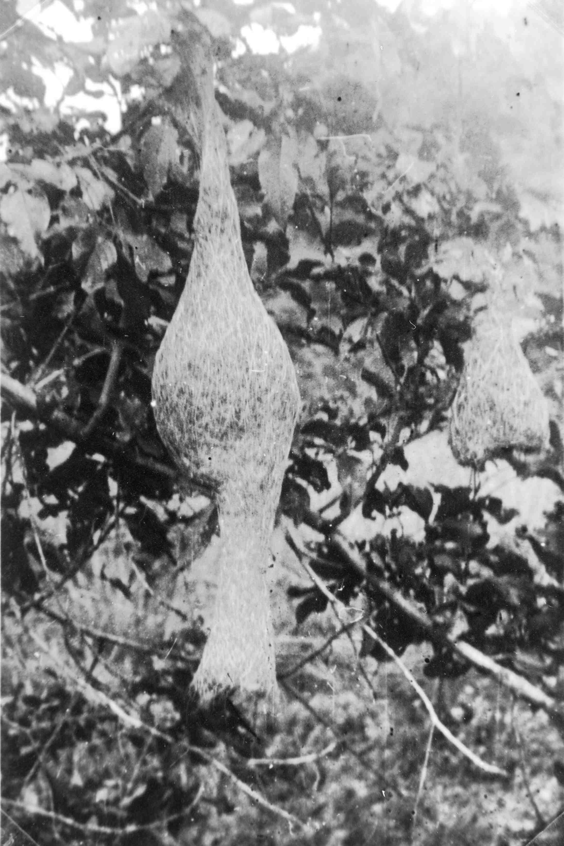 hangende vogelnestjes