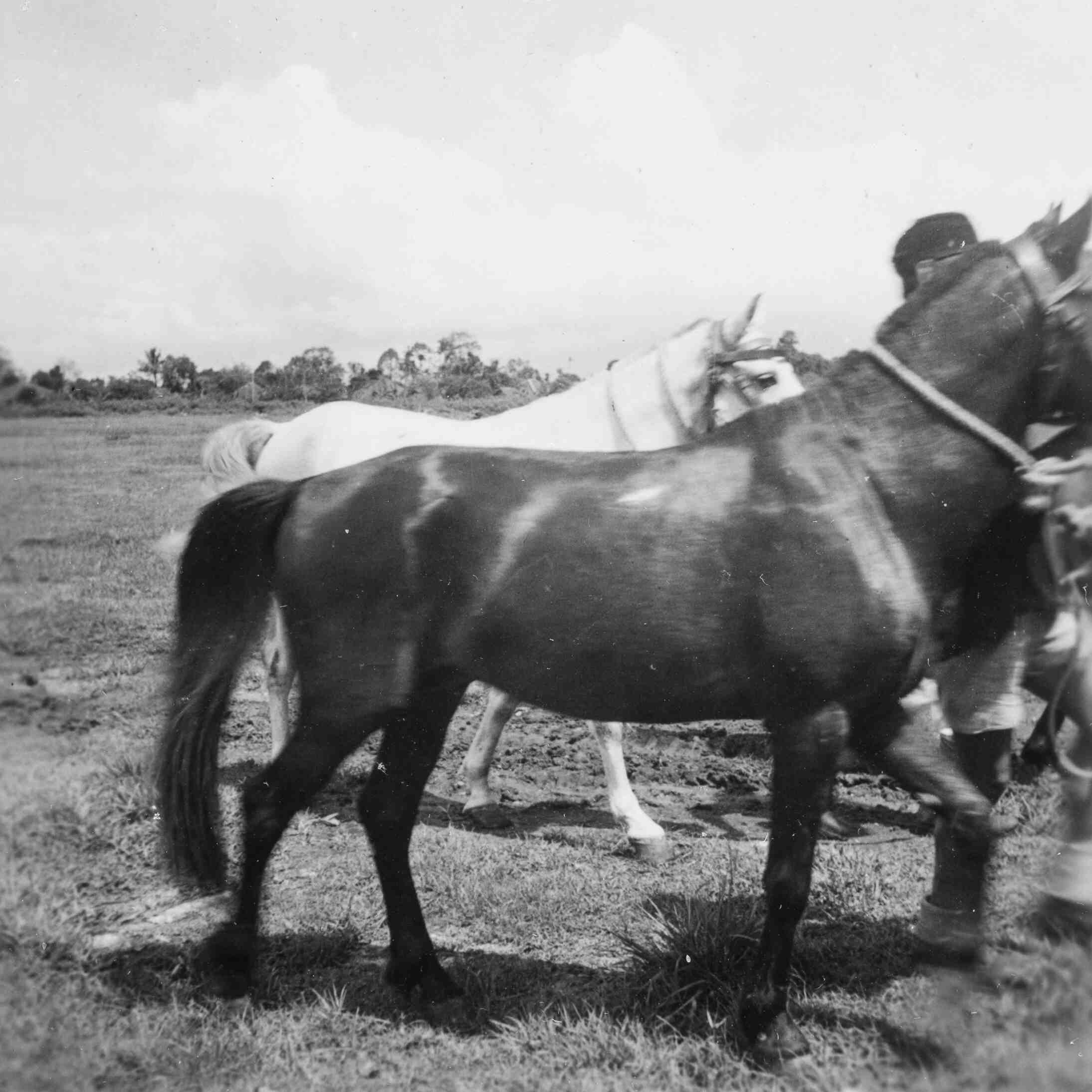 Paarden van mortier peloton van de KNIL te Java, 1946 of 1947