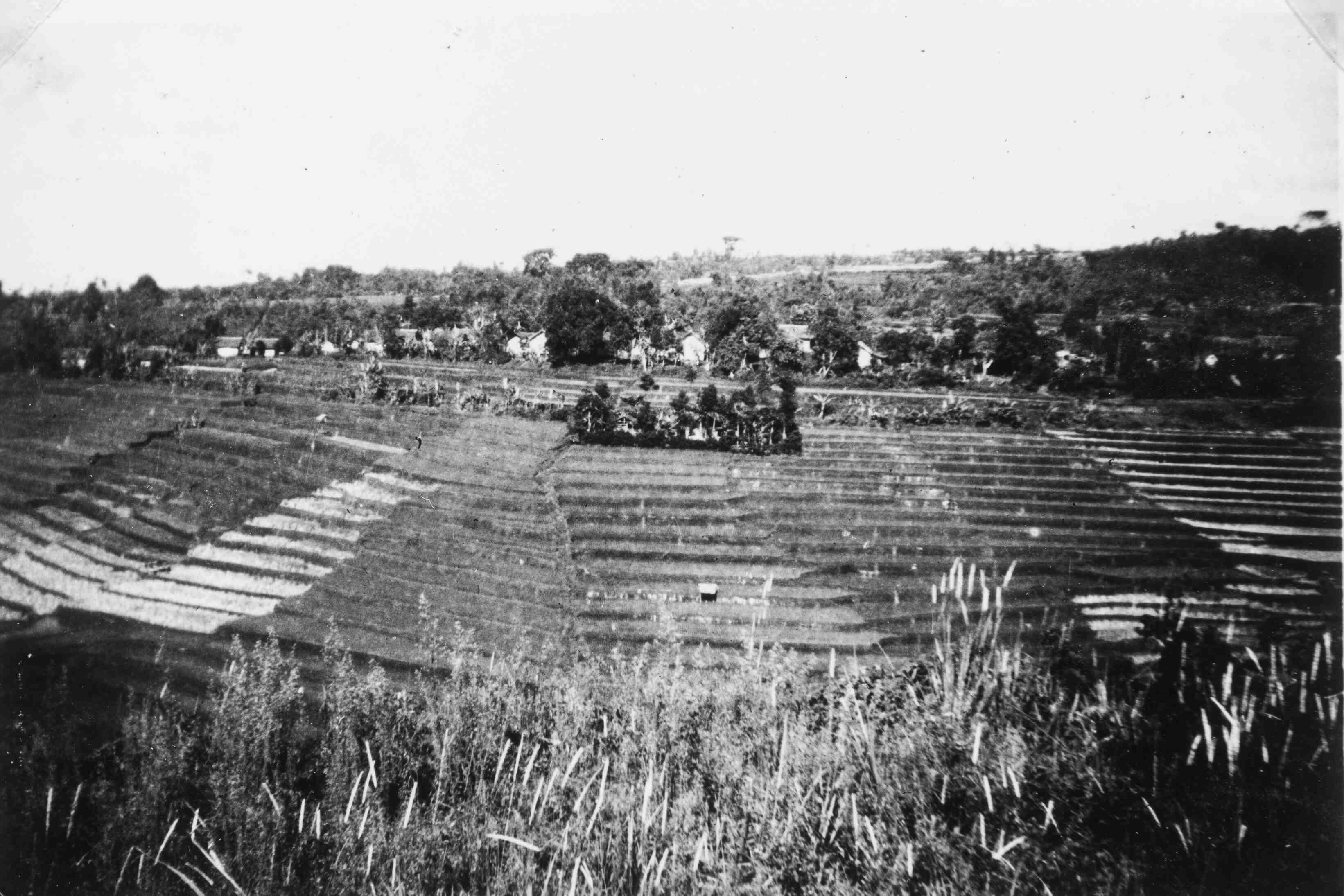 Omgeving Lembang, rijstvelden, Java, 1946 of 1947