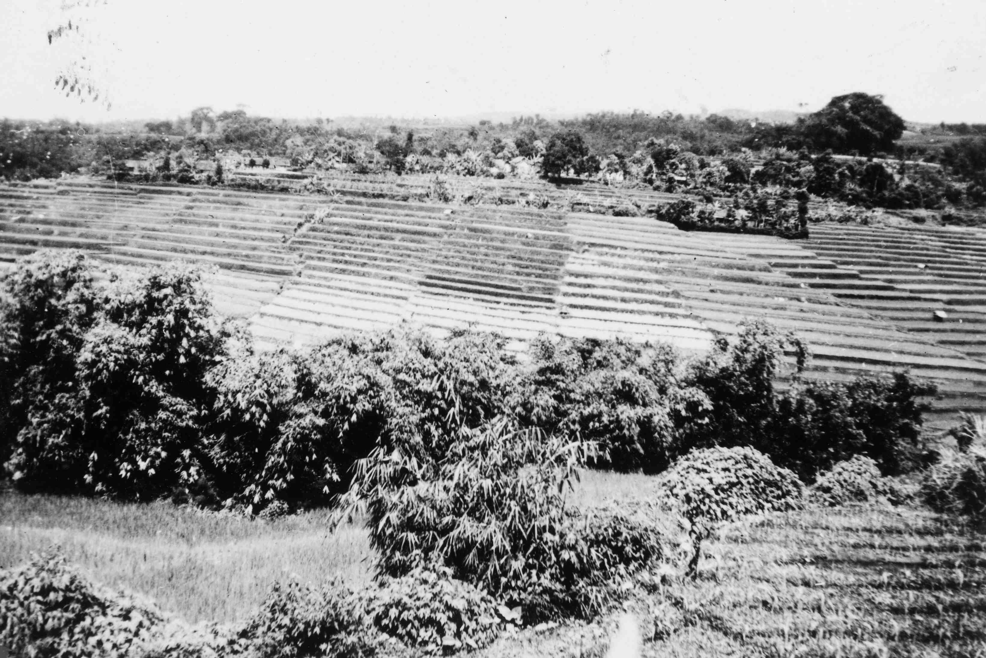 Omgeving Lembang, rijstvelden, Java, 1946 of 1947