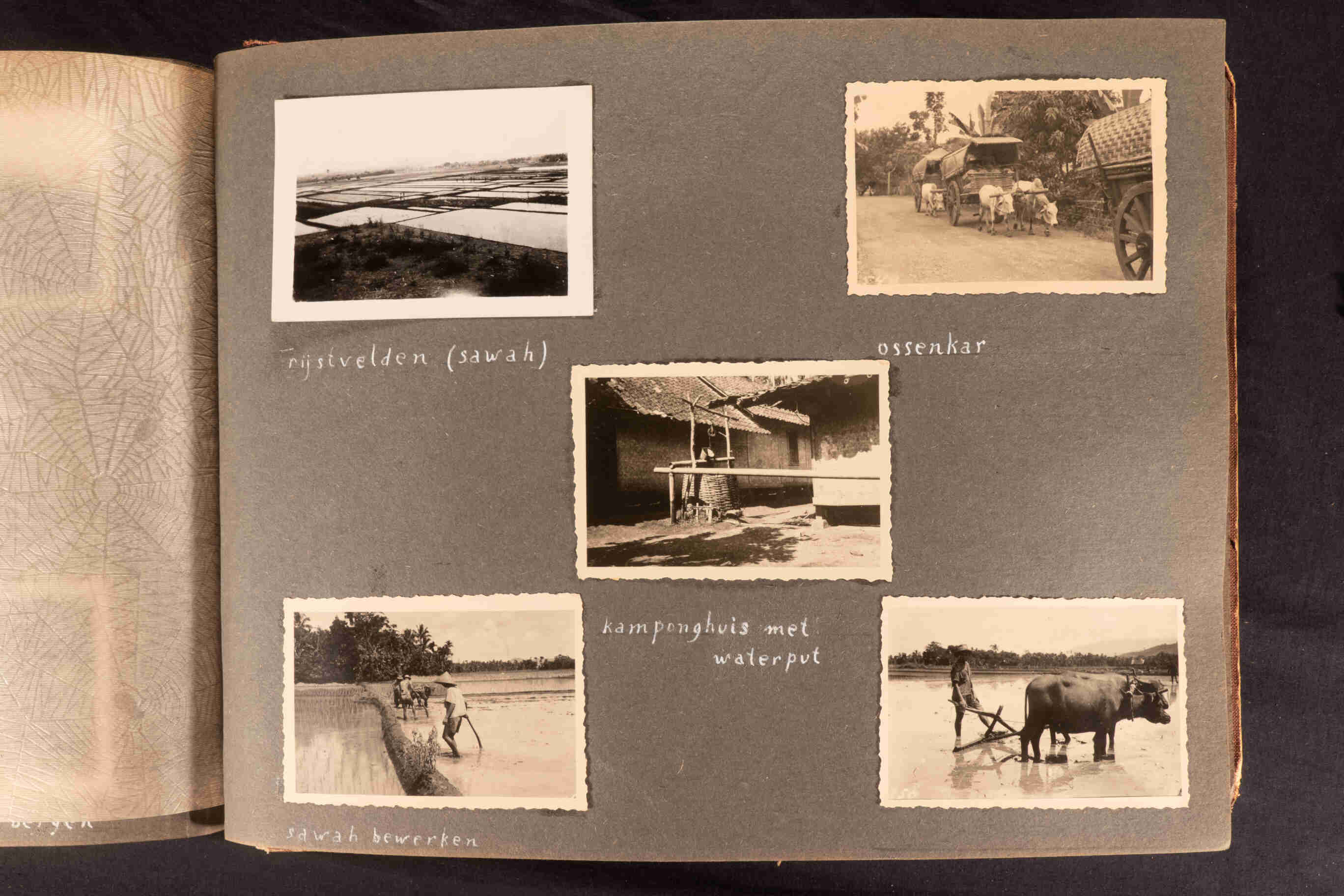 Rijstvelden en Ossen, Java, rond 1947