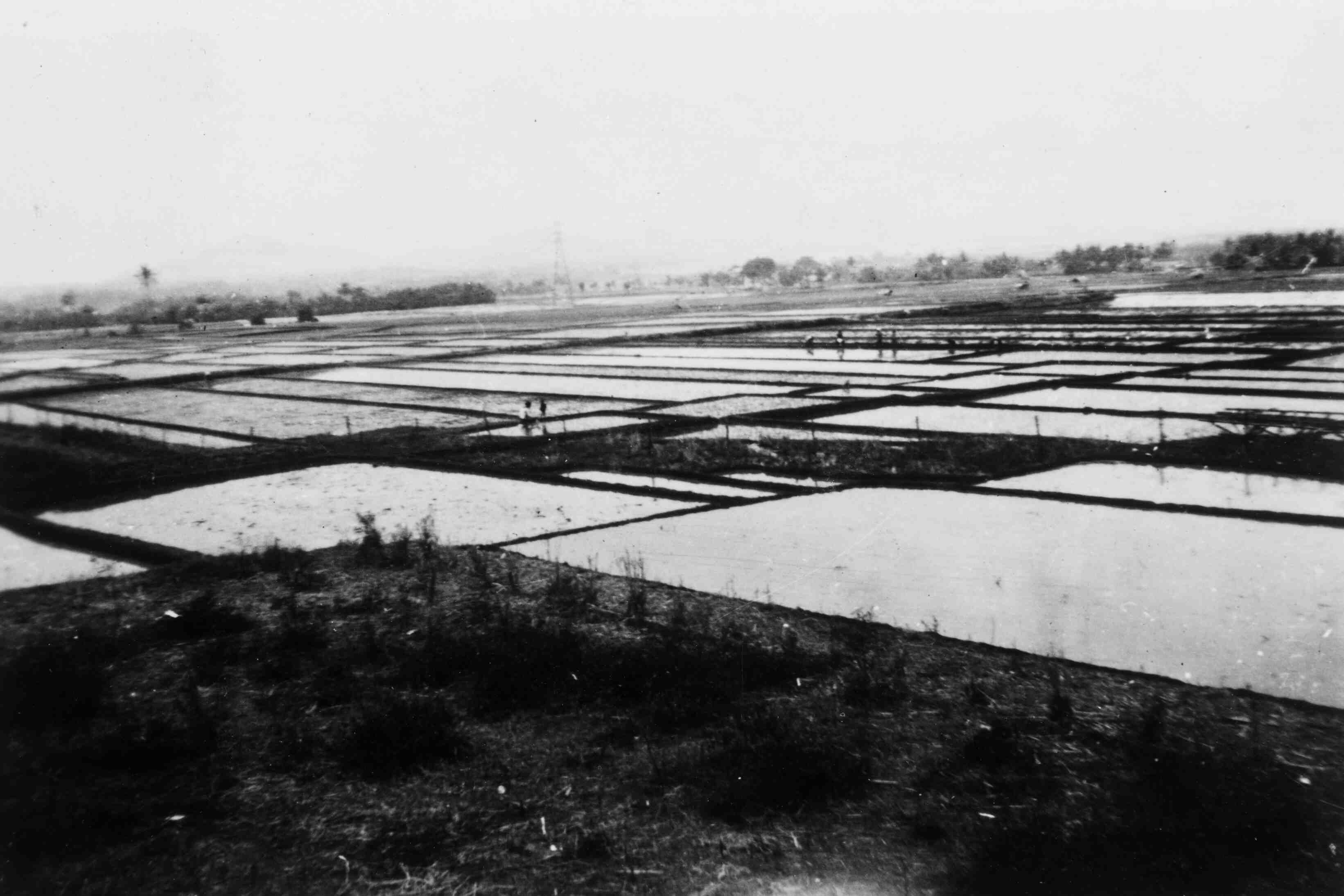 Rijstvelden, Java, rond 1947