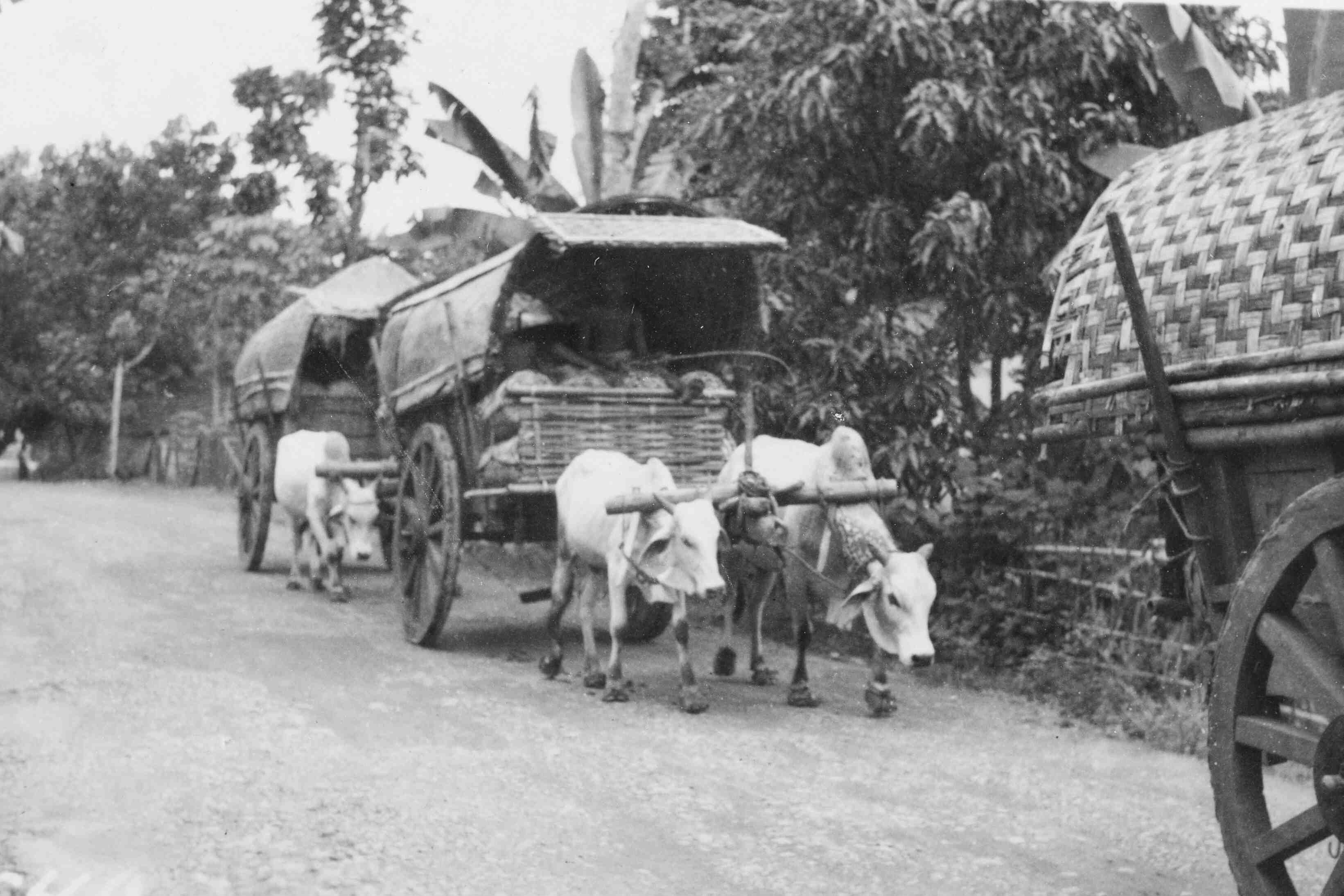 Ossenkar, Java, rond 1947