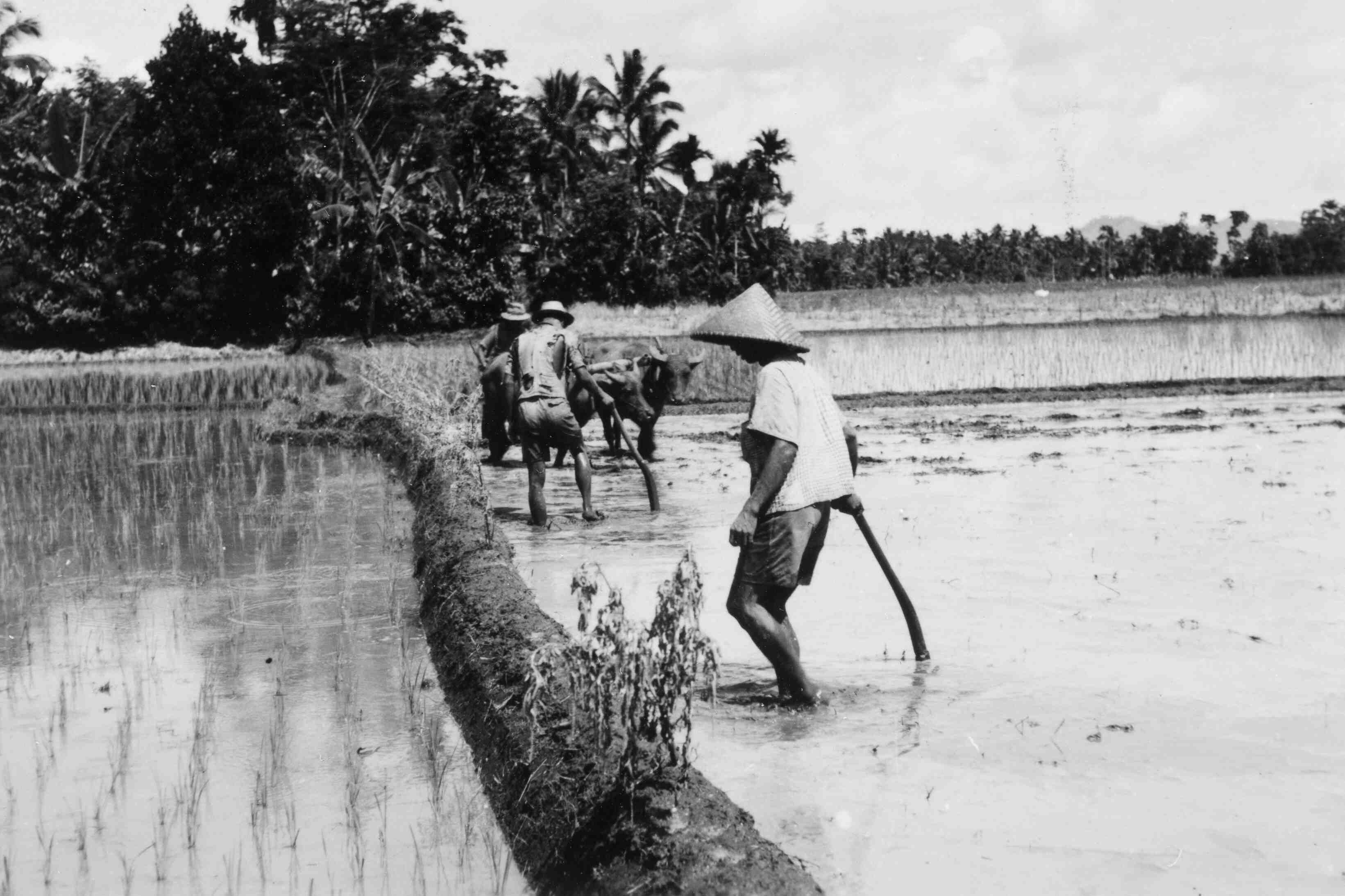 Rijstvelden, Java, rond 1947