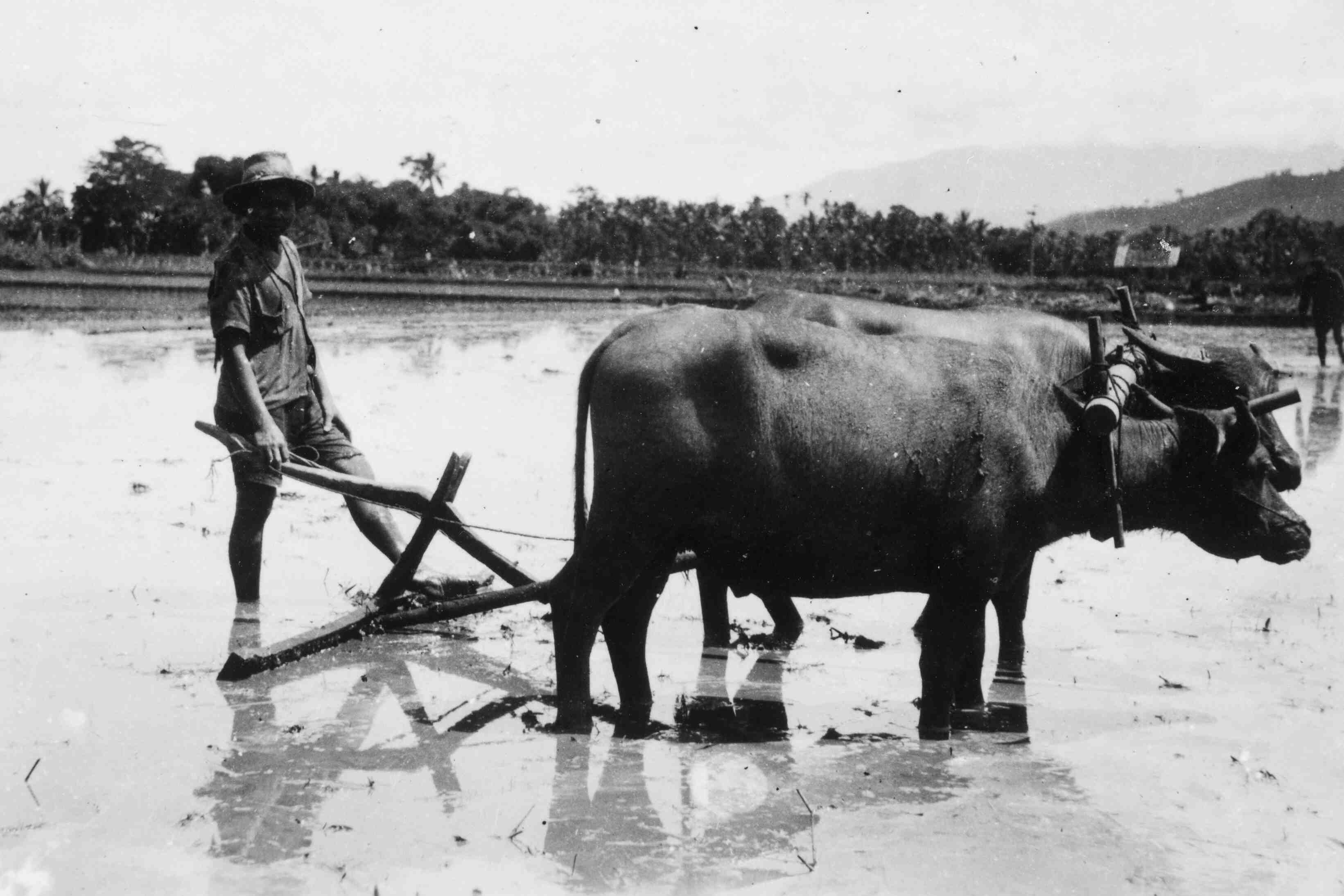 Ossen op rijstveld, Java, rond 1947