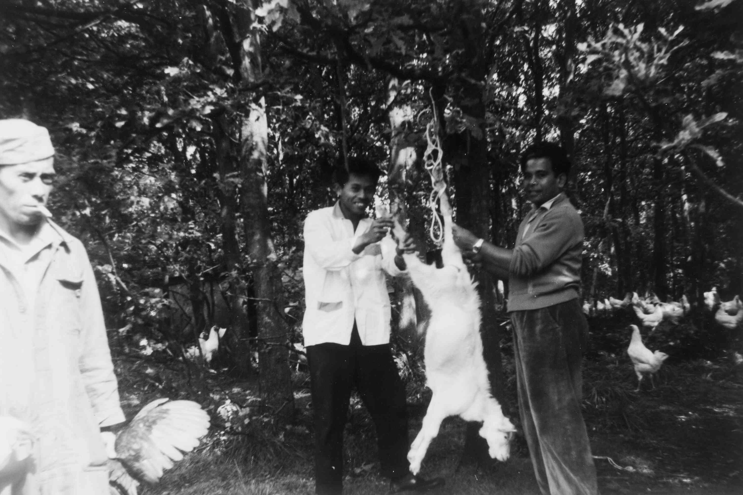 Molukkers slachten geit