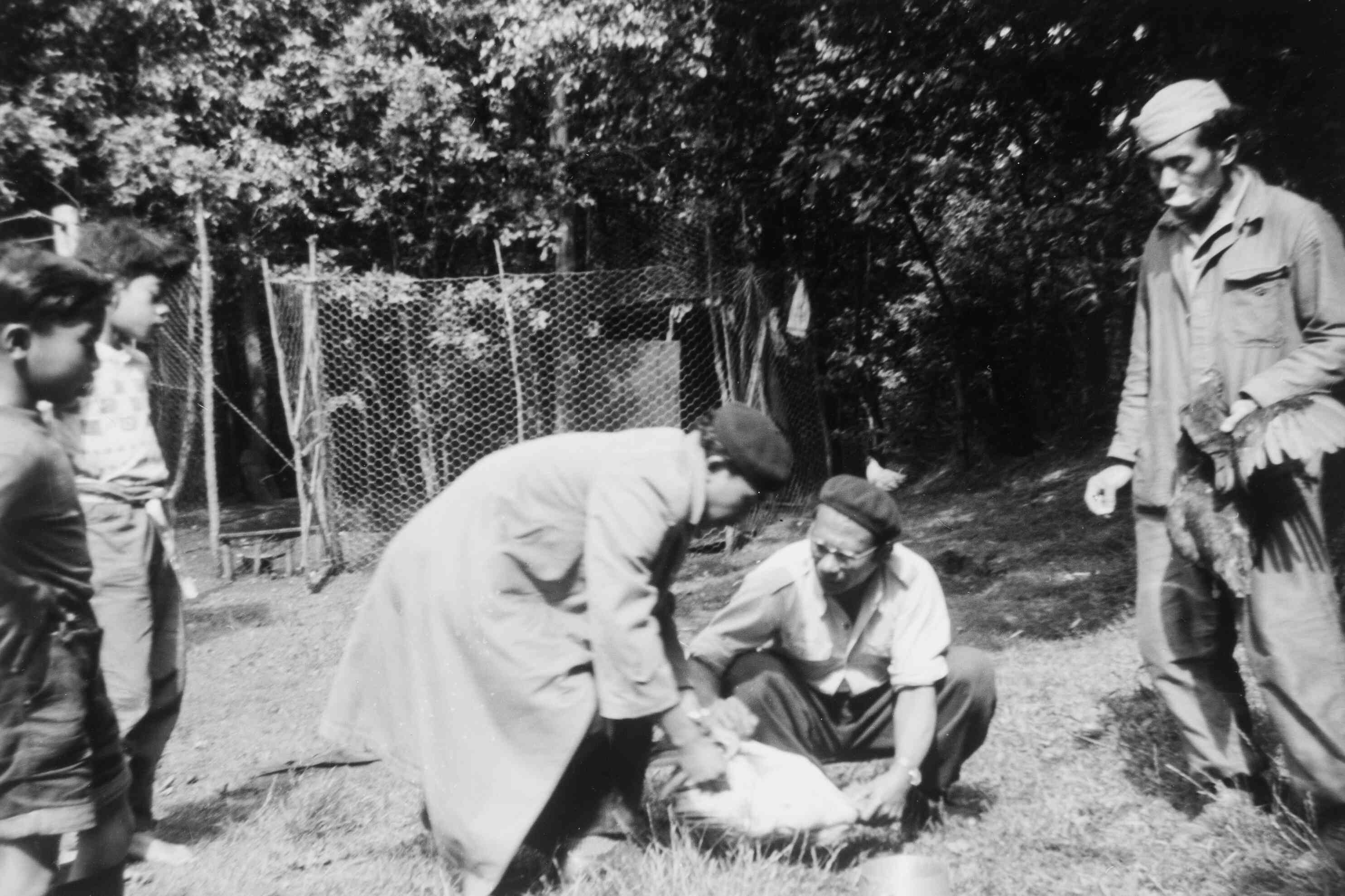 Molukkers slachten geit