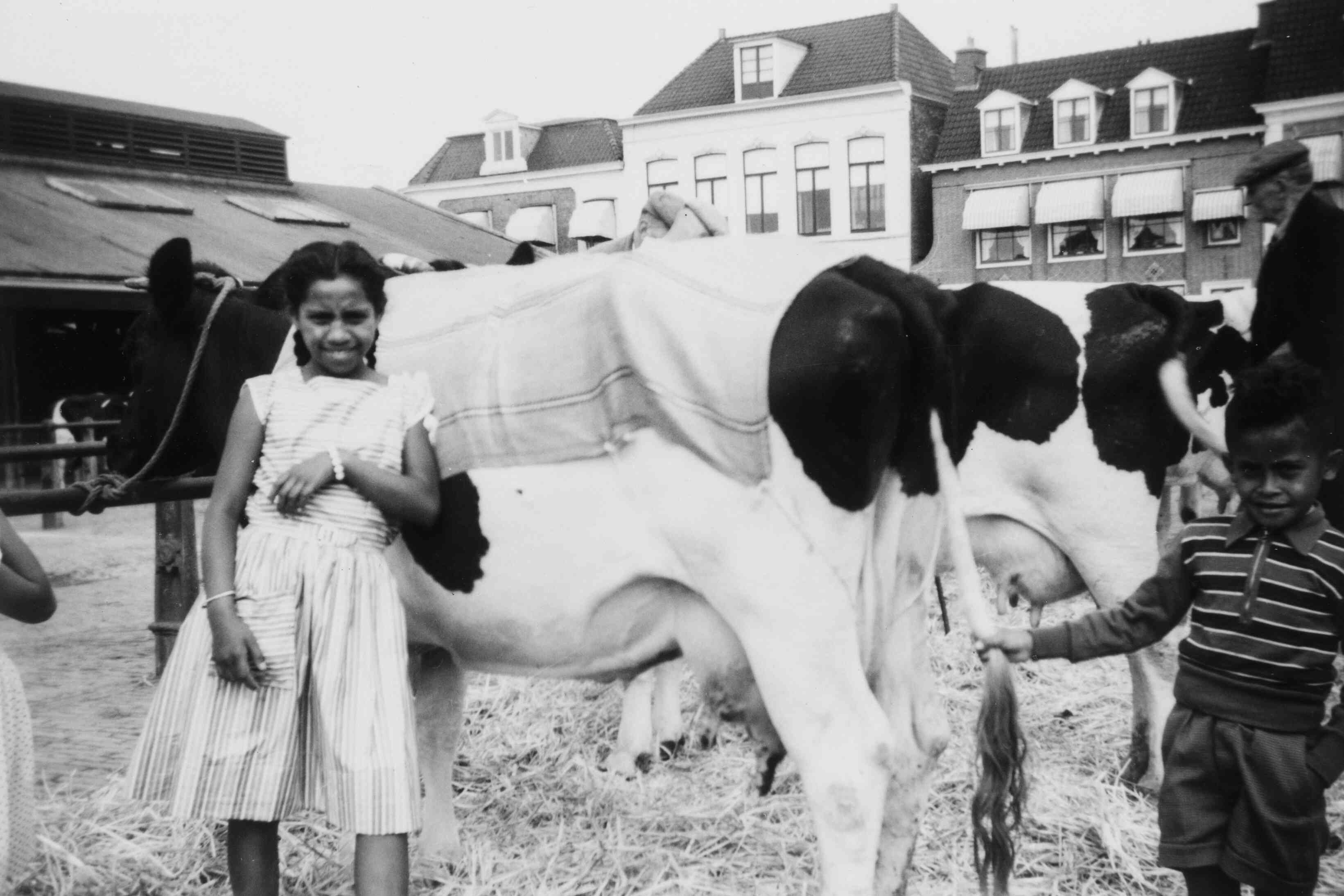 Ambonees kind trekt koe aan staart op veemakrt Leuwarden eind jaren 50