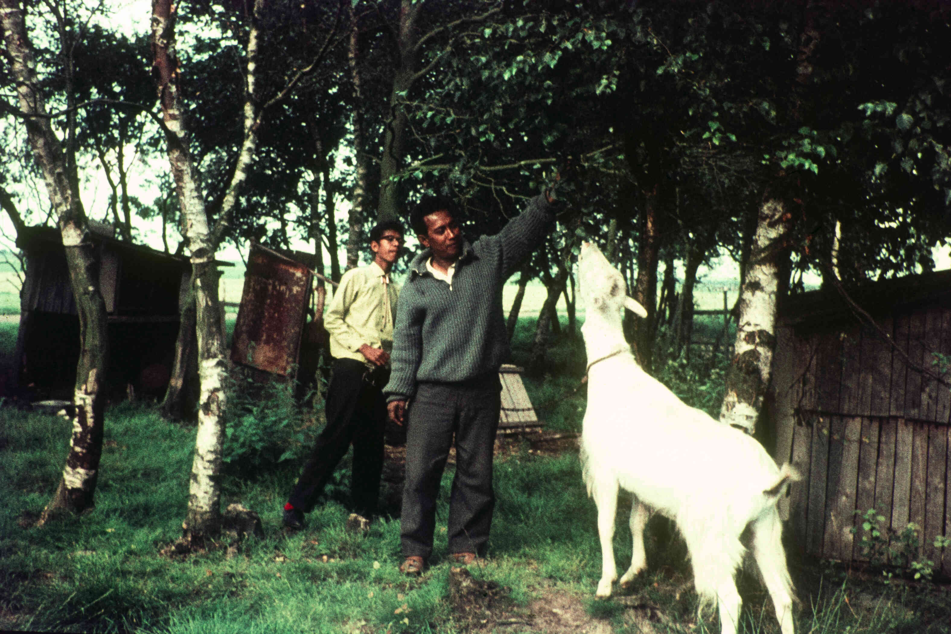 Oude foto van grote geit